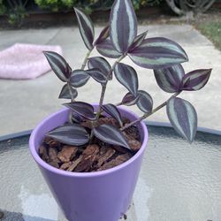 Trandescantia zebrina In Purple Pots