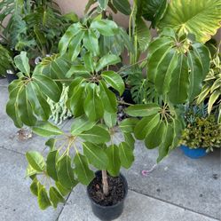 Australian Umbrella Tree Plant 
