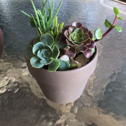 Succulent