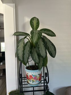 Aglaonema Chinese Evergreen Live Plant