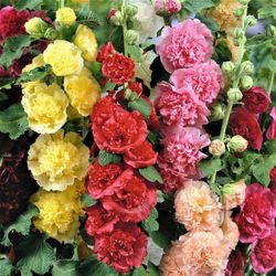 Chaters Double Hollyhock