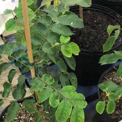 Sweet Star Fruit Averrhoa Carambola Plant Tree Fully Grown