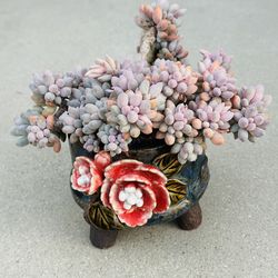 Succulents plants （Pachyphytum rzedowskii García, Pérez-Calix & Meyran）