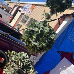 Artificial Plant $35