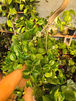 Lipstick plant 6" pot