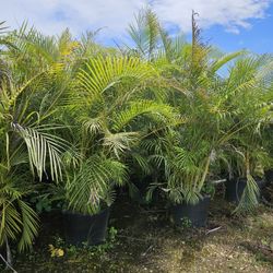 Arecas About 7 Feet Tall Instant Privacy Hedge