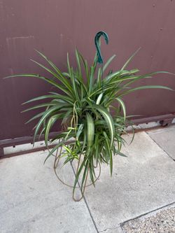6” Hawaiian spider plant
