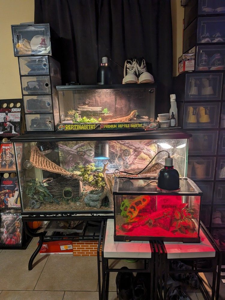 Bearded Dragon Enclosures