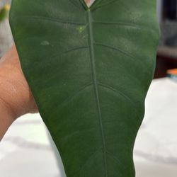 Green Arrow Arum Plant 