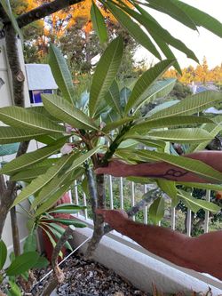 Plumeria Cutting