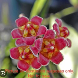 Hoya gracilis Starter Plant Cutting