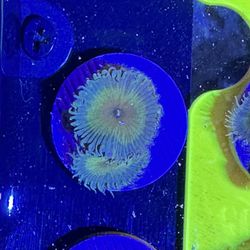 Captain Jerk Palythoa – Large Polyps & Soft Pastel Coloration