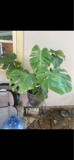 Large Monstera Deliciosa Plant in Pot