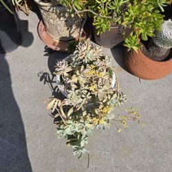 Succulents, Cactus And Plants