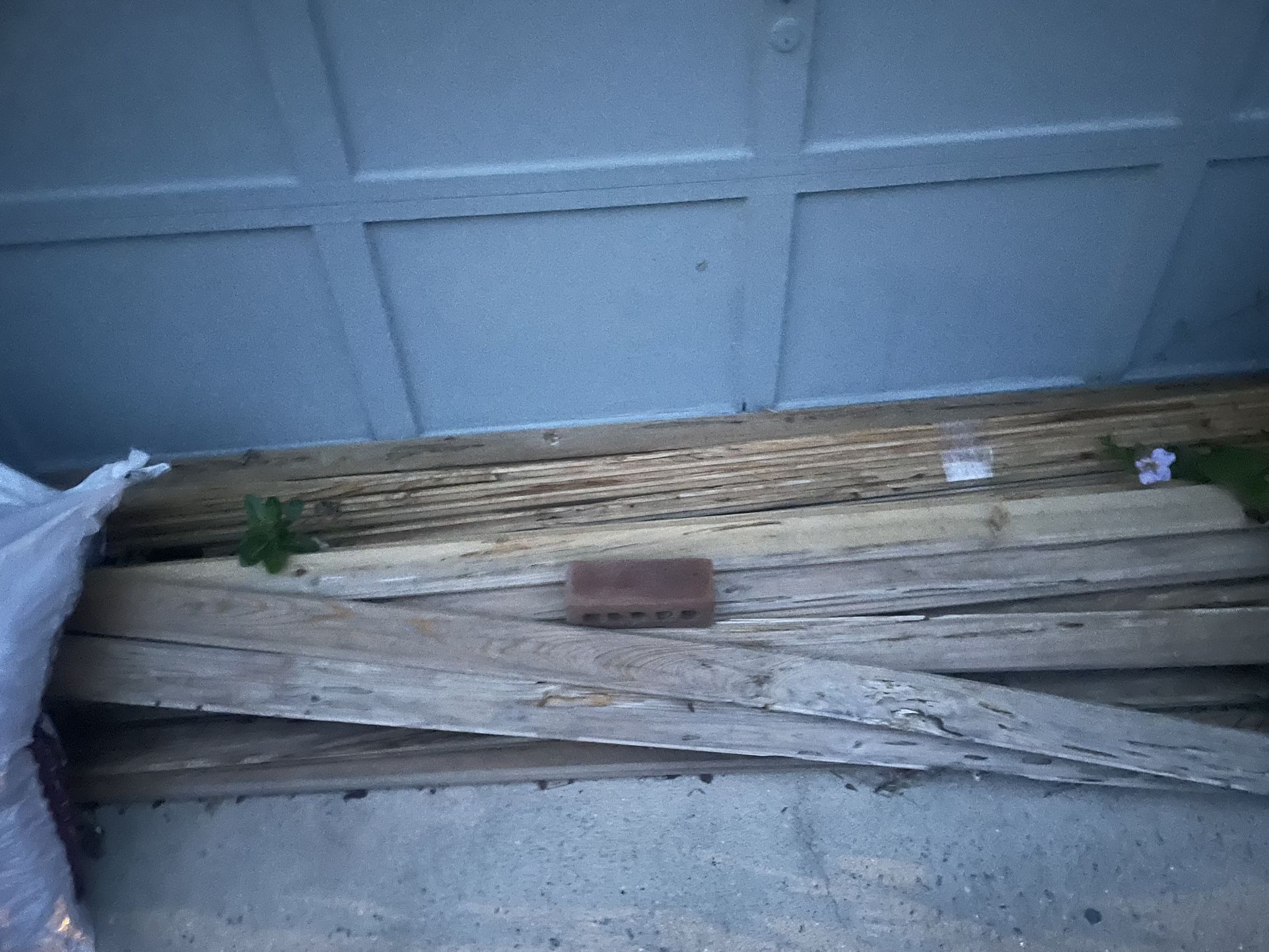 Cedar