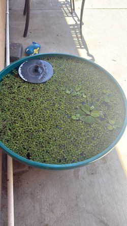 Salvinia Minima floating plant