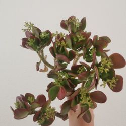 Limited❤Flowering lucky golden red Jade cutting 50 yrs old money tree❤Best deal buy 2 get 1 free