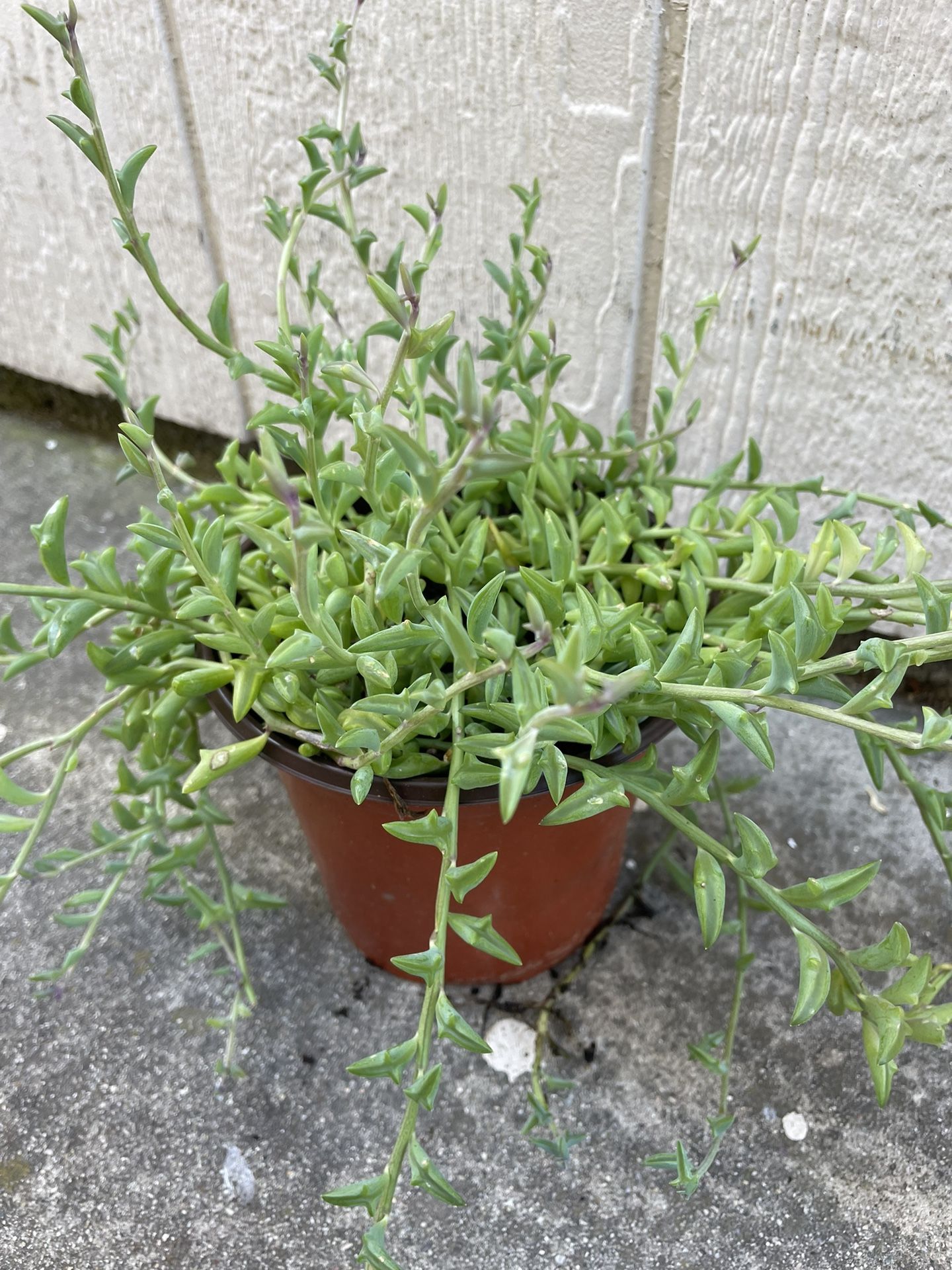 6in Pot String Of Dolphins Succulent Plant 