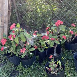 Crown of thorns / corona de espinas