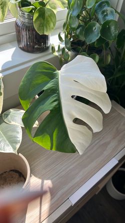 Monstera Albo Variegata Leaf Cutting
