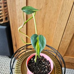 Philodendron Brasil (Peach Pot-B)