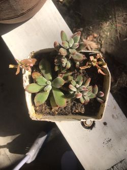 Succulents in a recycled carton