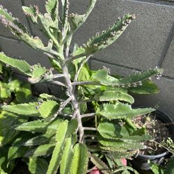 Calanchoe
