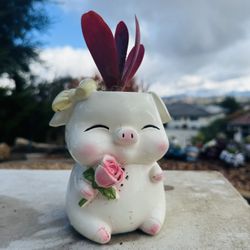 💗 Pink Pig 🐷 Planter w Succulent 🪴 
