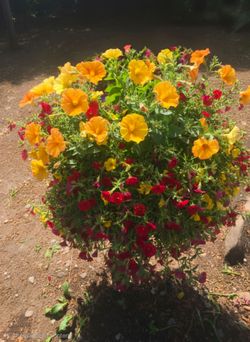 Beautiful$70 basket