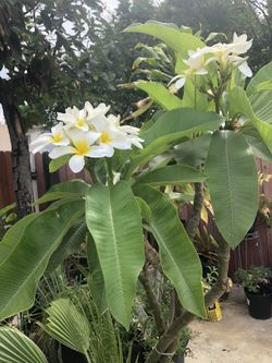 White Plumeria almost 6’ tall