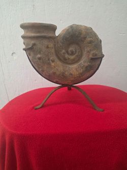 Beautiful Fossil Shell Home Decor