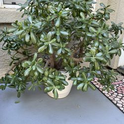 Beautiful Jade Plant 