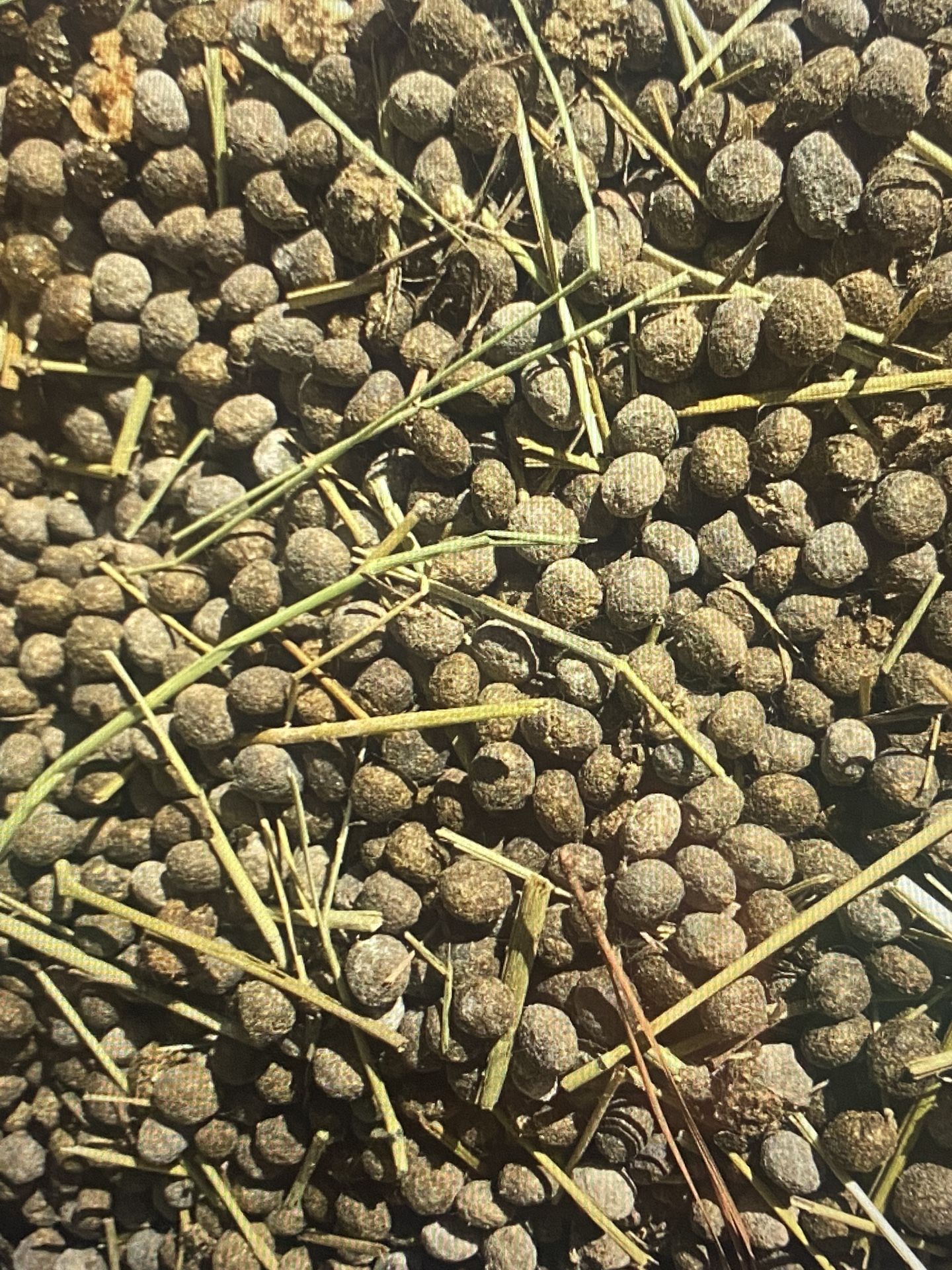 Organic Rabbit Poop - Gal Ziploc Bag