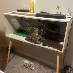 Bearded Dragon habitat