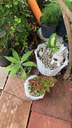 Plantas 🪴