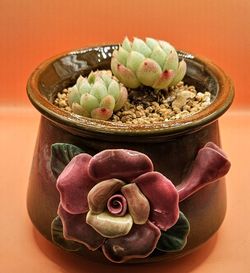 Echeveria Pure Love Rare Korean Import  Succulent 2 Heads