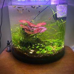 Aquarium Decorative Live Plants 