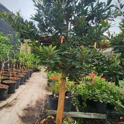 Japanese Blueberry Tree 30gallons 
