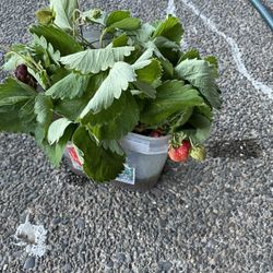 Strawberry Starts