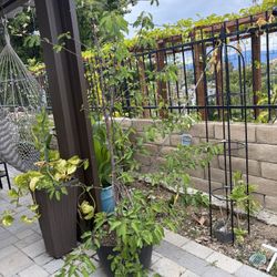 Black Tartarian Cherry Tree