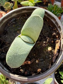 Succulents Plants ðą