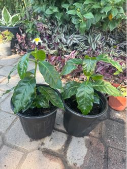 Arabica coffee 15$ each
