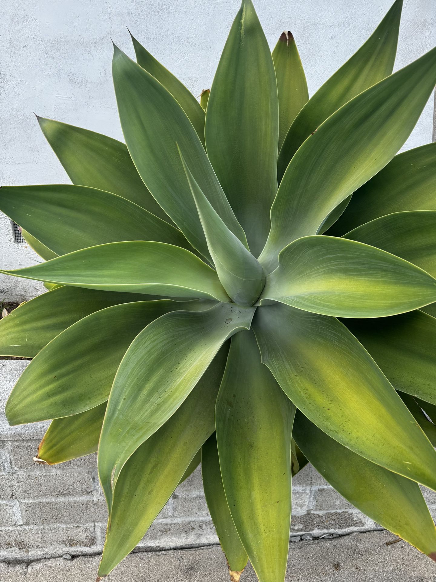 FREE Foxtail Agave Plants 2 Big Ones (pictured) & Several Smaller