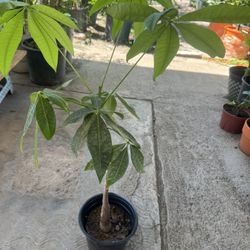 Money Tree
