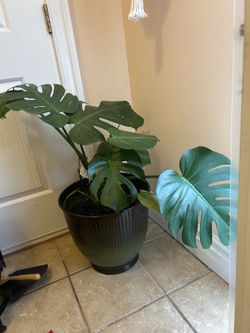 Beautiful large plant