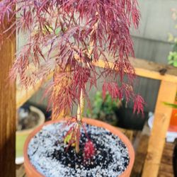 Live outdoor Japanese Maple Crimson Queen Laceleaf tree plant in a terra cotta planter pot—firm price