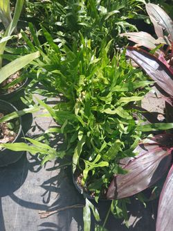 Wart fern Sale! 3gl $15