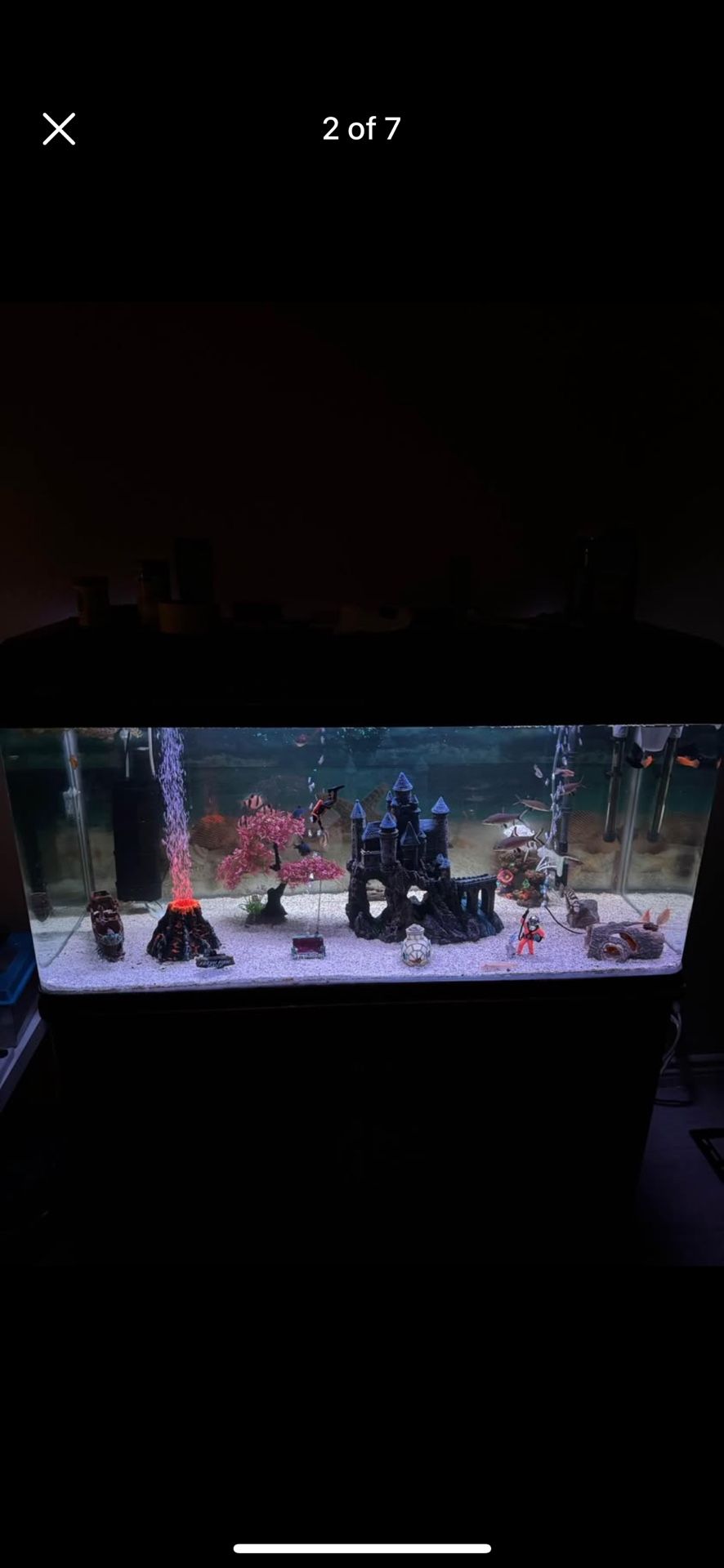 aquarium with fish
