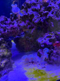 Candy Cane Coral