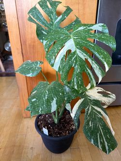 Beautiful Monstera Thai Constellation Philodendron #1